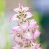 Muskatellersalbei bio (PRIMAVERA) 1